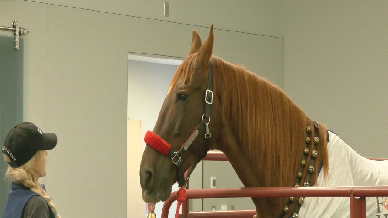 Hank the Horse